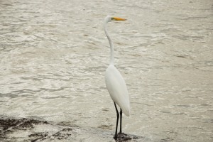 Port Aransas Birding