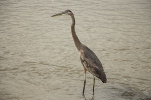 Port Aransas Birding