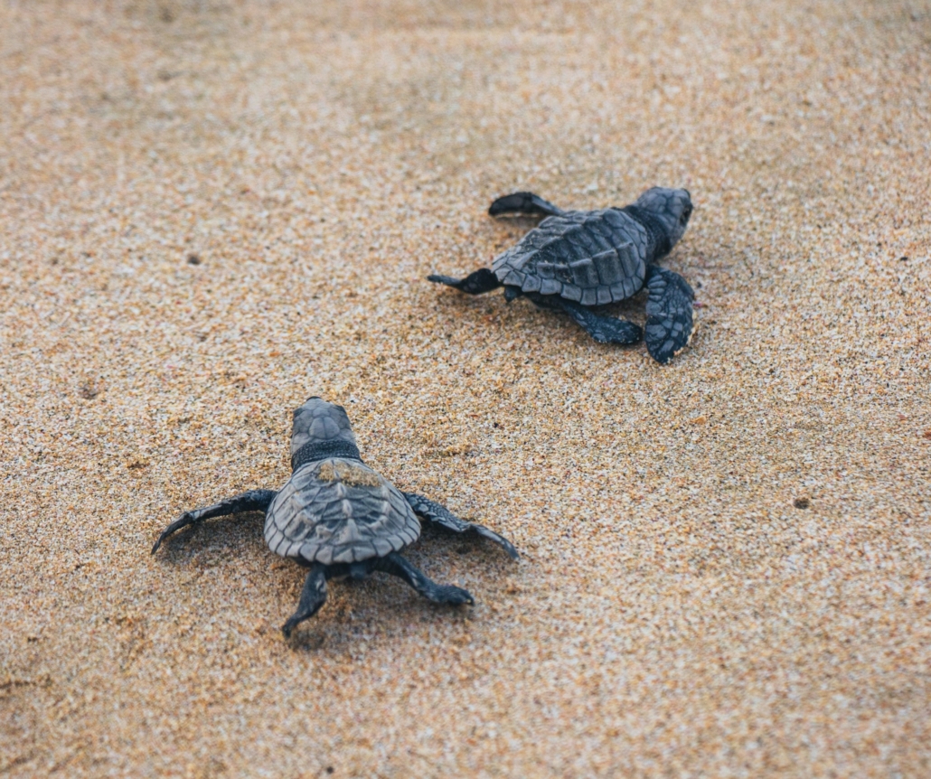 Sea turtle hatchlings in Port Aransas