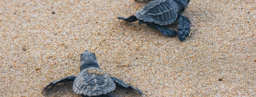 Sea turtle hatchlings in Port Aransas
