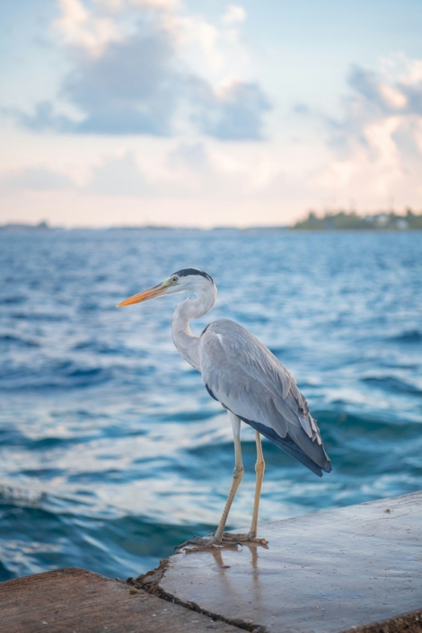 Heron in Port Aransas
