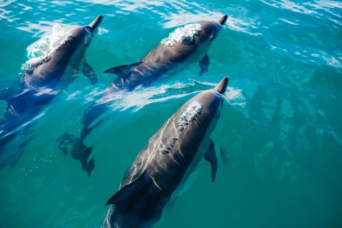 Dolphins off Mustang Island