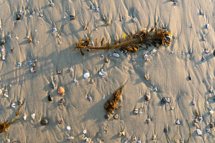 Shells on the beach on Mustang Island