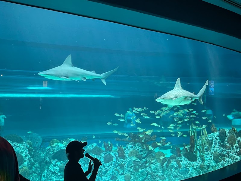 Texas State Aquarium - Corpus Christi