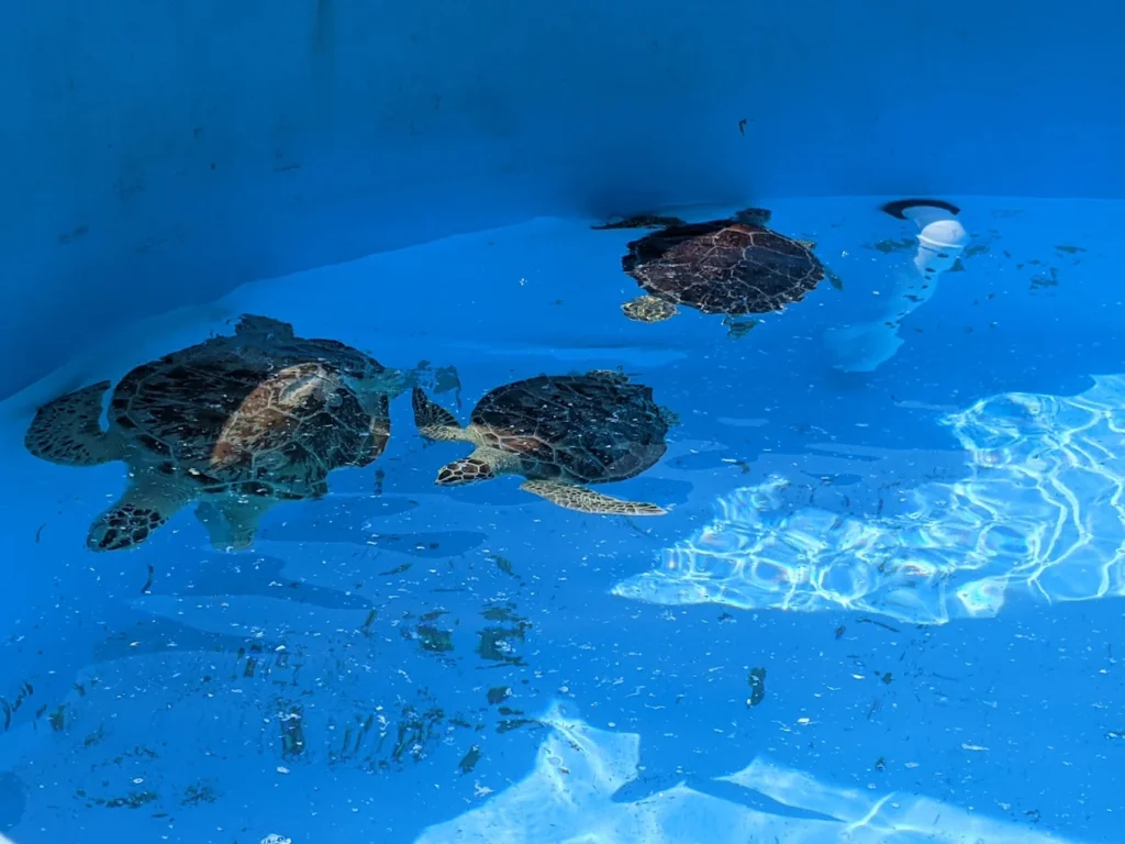 Texas Sealife Center Corpus Christi