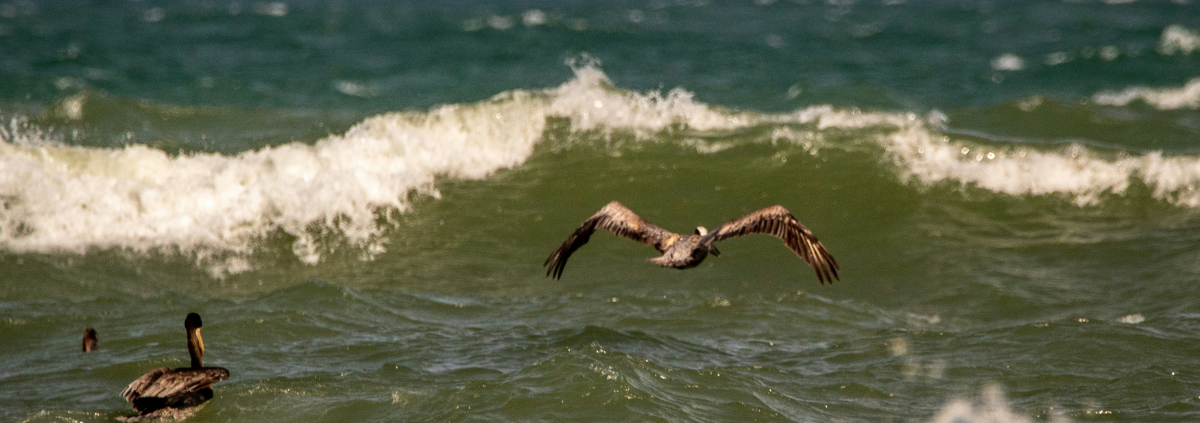 San Jose Island Port Aransas