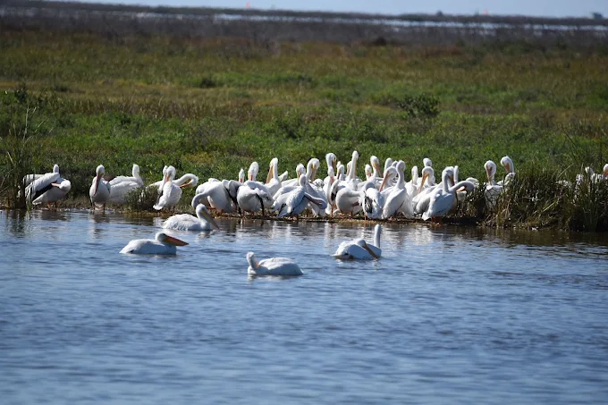 Birds at Port Aransas Nature Preserve at Charlie's Pasture