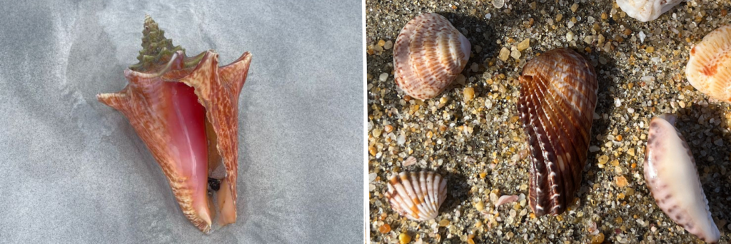 Port Aransas Beachcombing