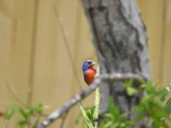 Leonabelle Turnbull Birding Center